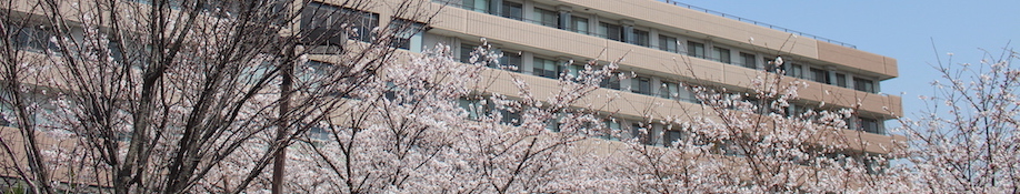sakura_header_01 sakura_header_01